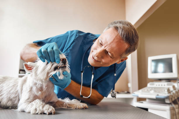 Best After-Hours Emergency Dentist in Charlotte, NC